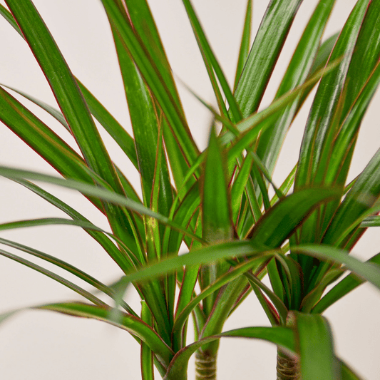 Dracaena 'Marginata Cane' - Mervyns