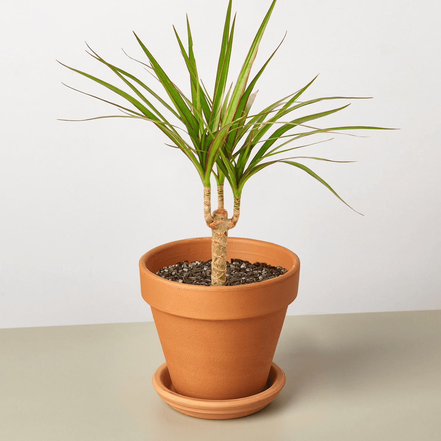 Dracaena 'Marginata Cane' - Mervyns