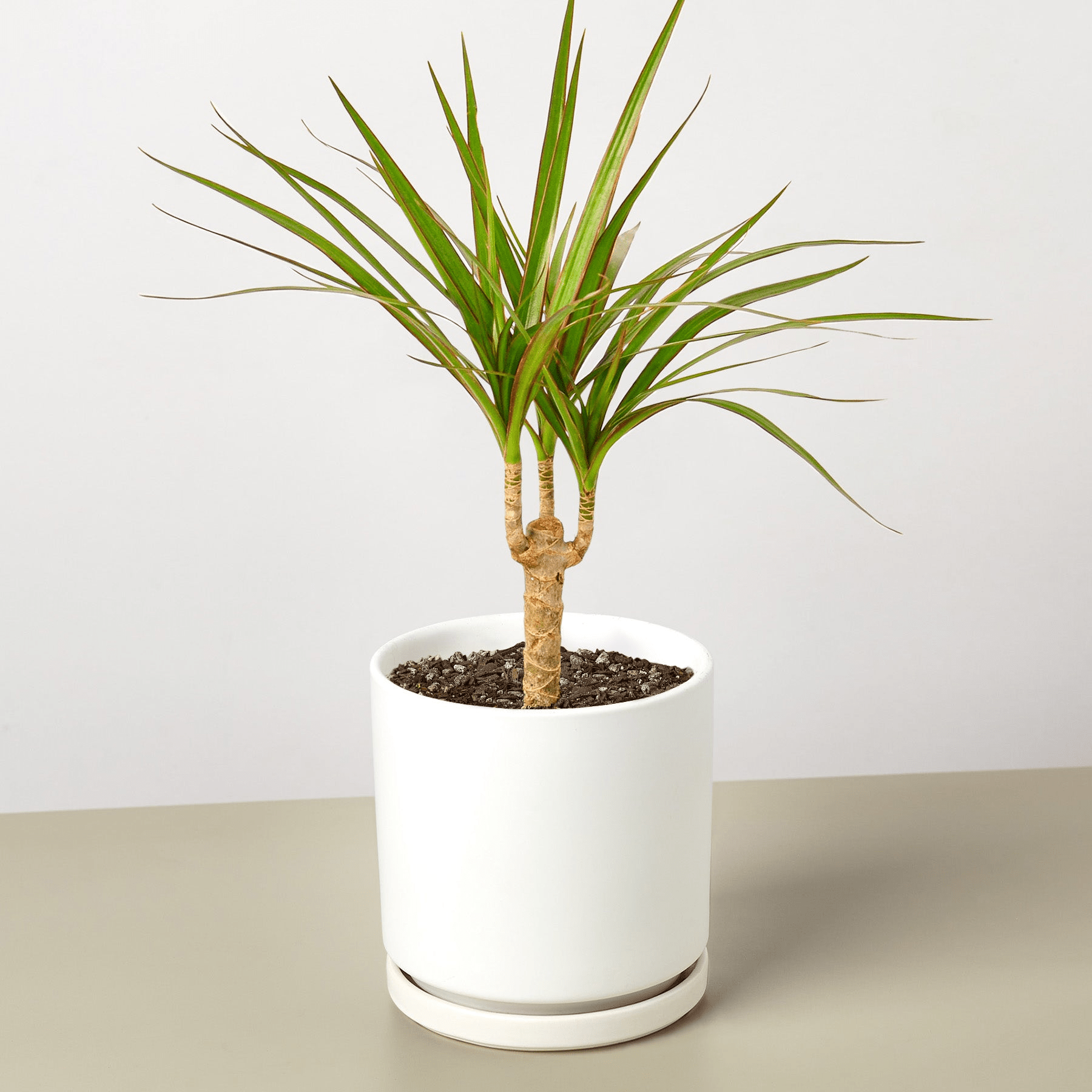 Dracaena 'Marginata Cane' - Mervyns