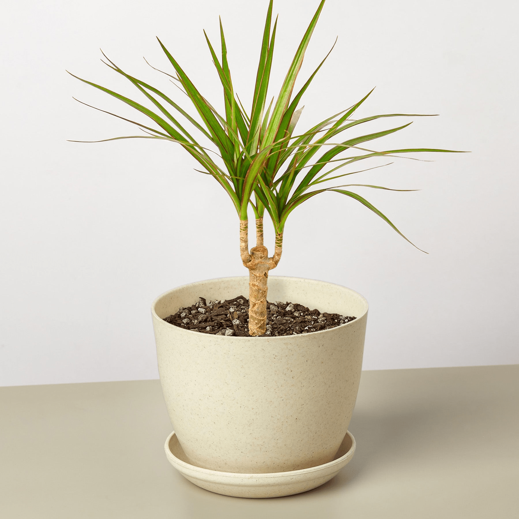 Dracaena 'Marginata Cane' - Mervyns