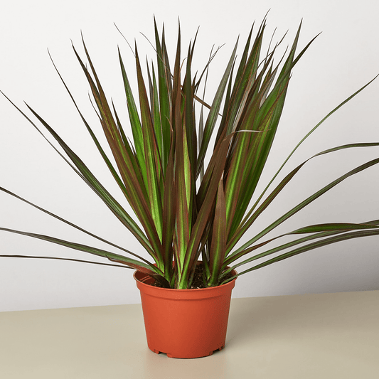 Dracaena 'Marginata Magenta' - Mervyns