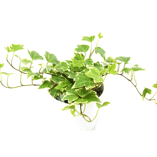 English Ivy 'Eva' - Mervyns