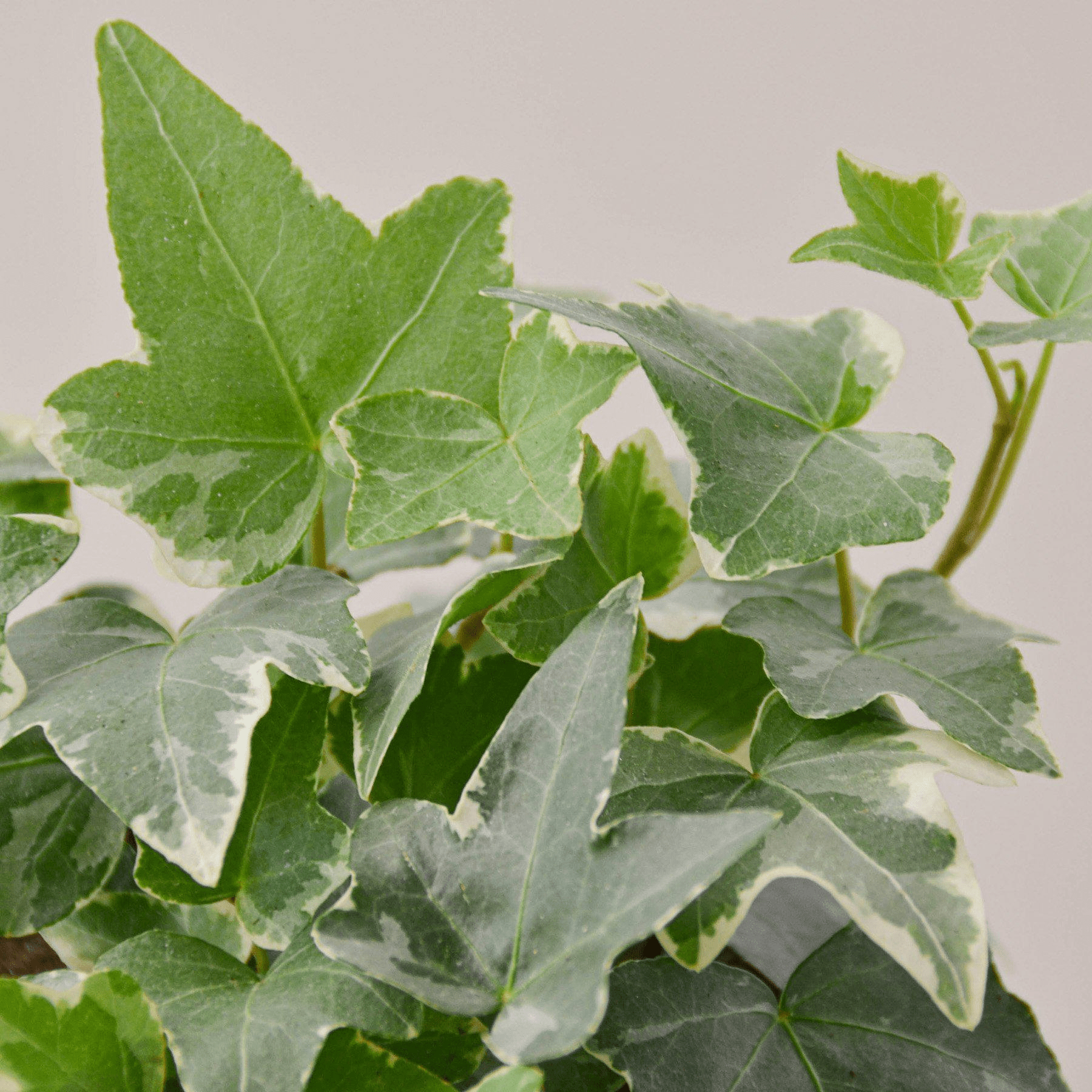 English Ivy 'Glacier' - Mervyns