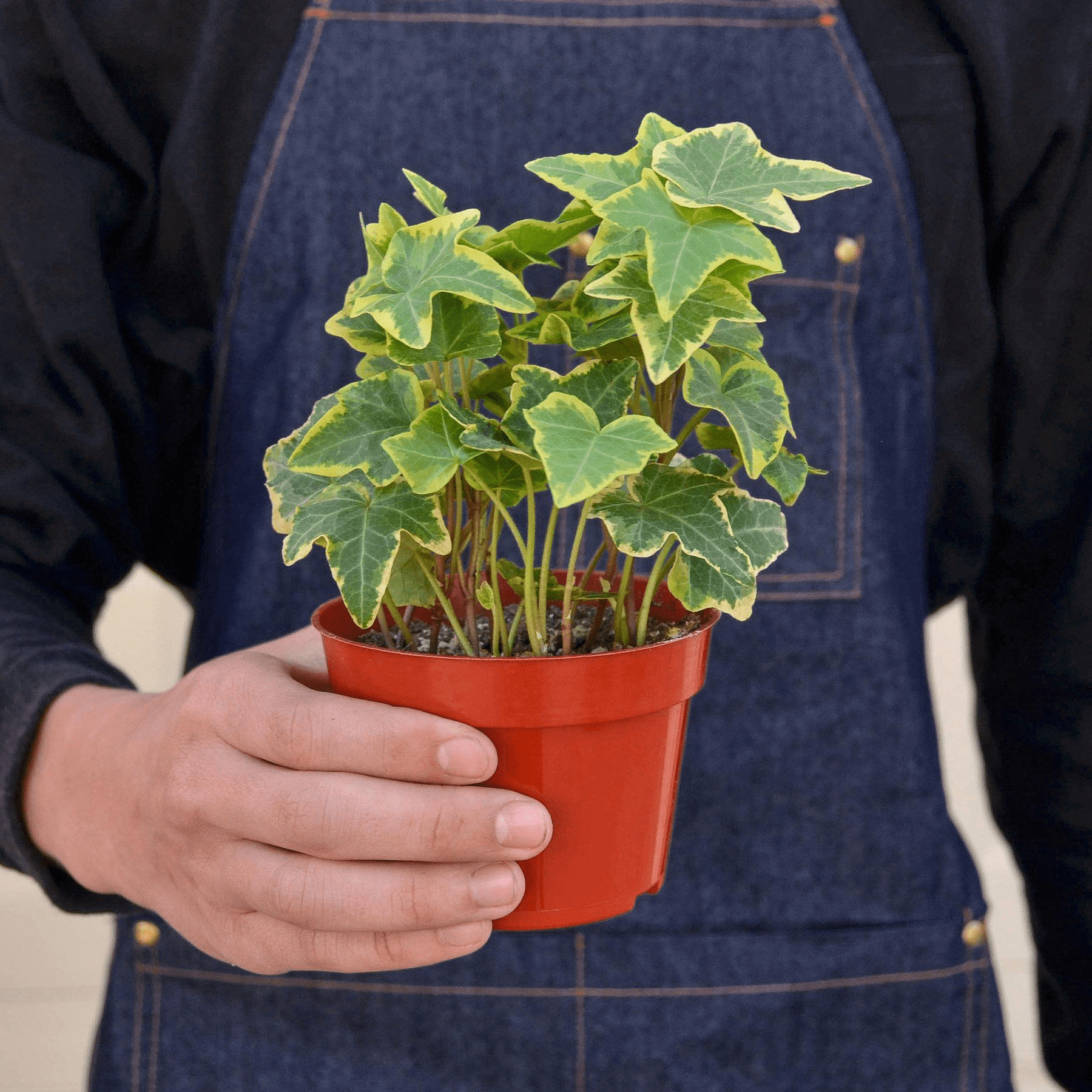 English Ivy 'Gold Child' - Mervyns