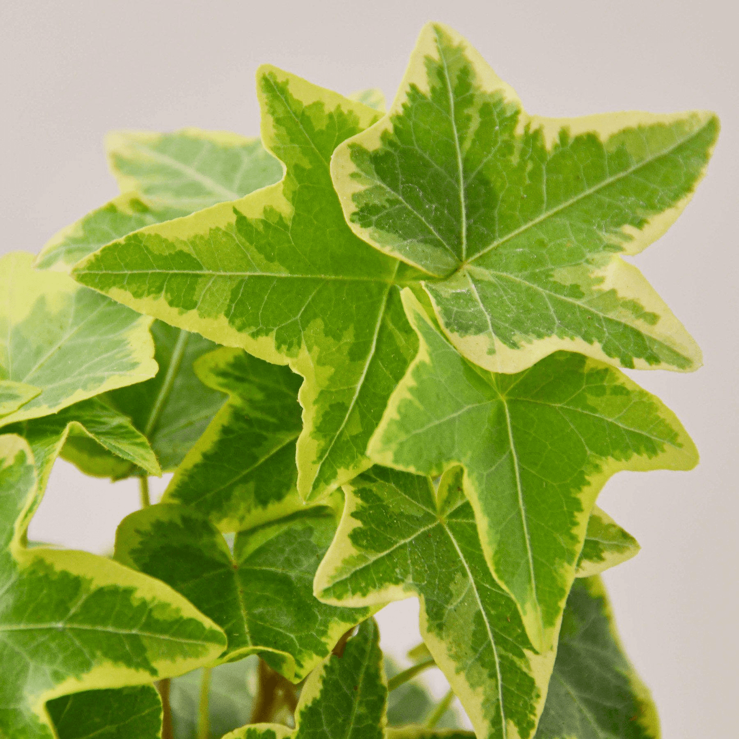 English Ivy 'Gold Child' - Mervyns