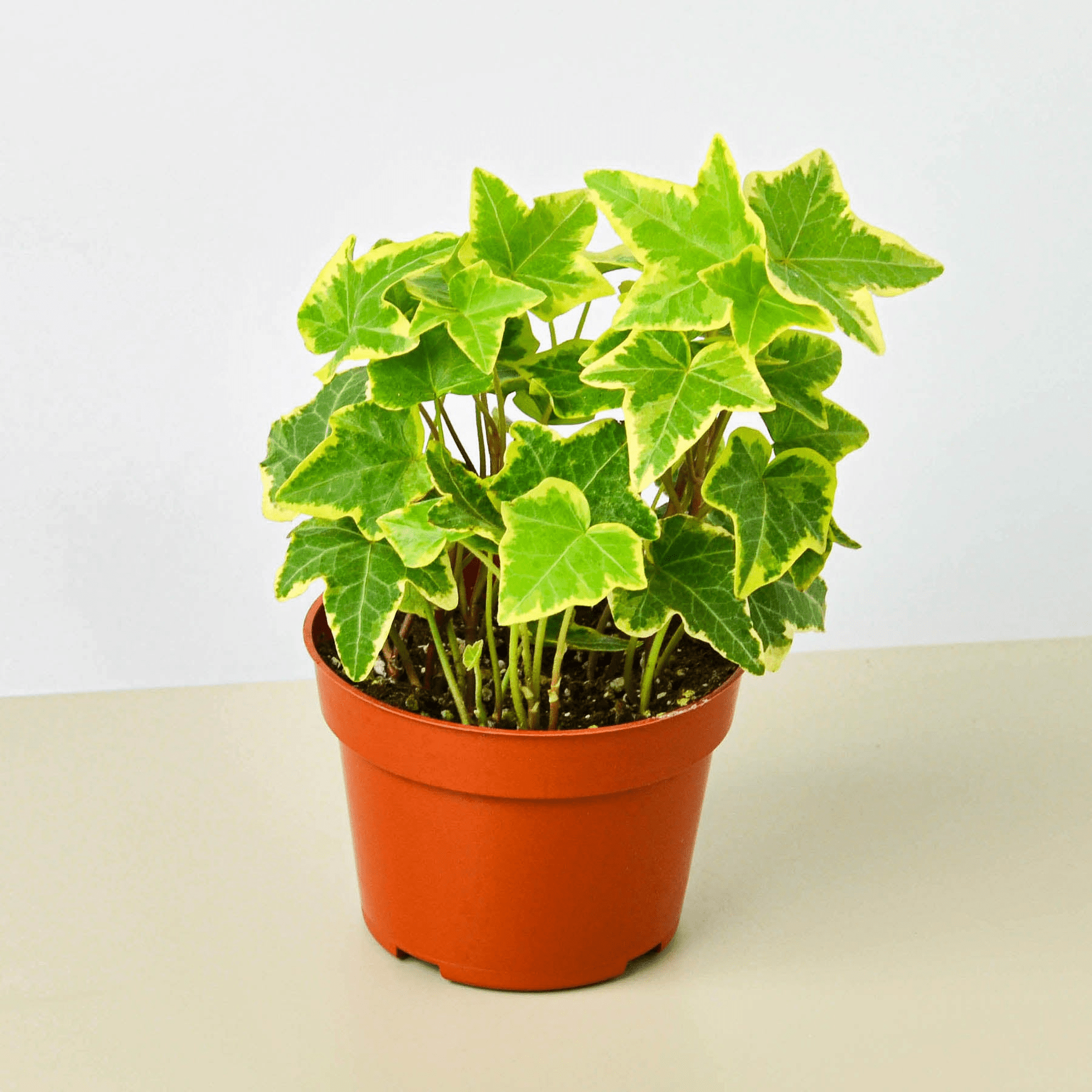 English Ivy 'Gold Child' - Mervyns