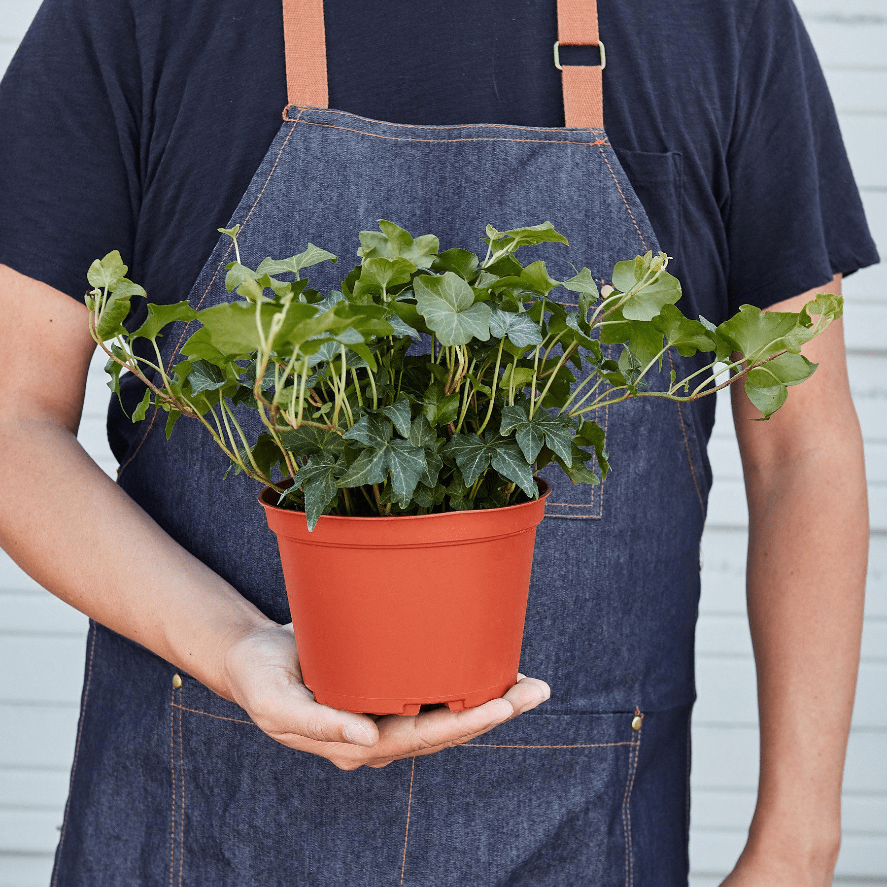 English Ivy 'Green California' - Mervyns