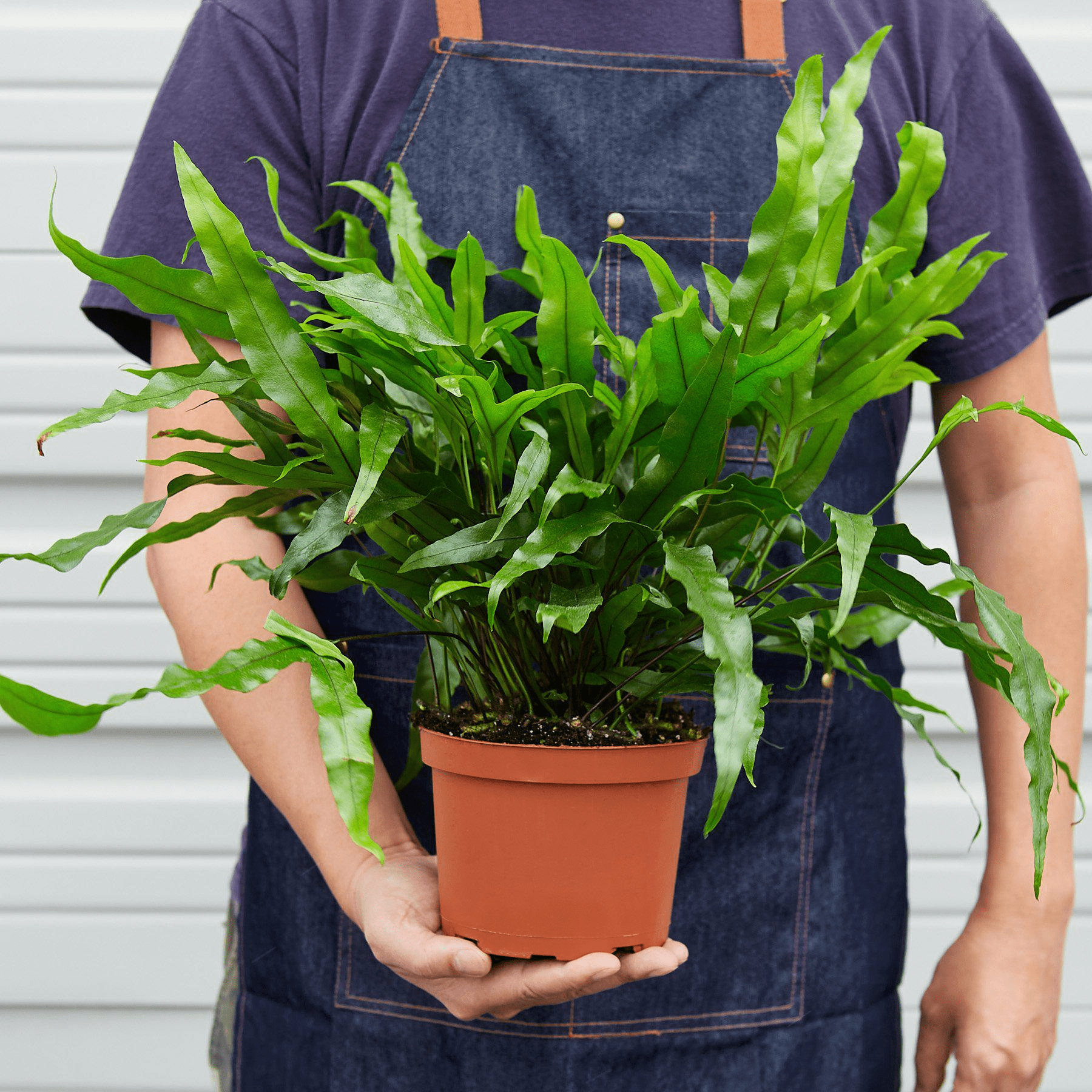 Fern 'Kangaroo Paw' - Mervyns