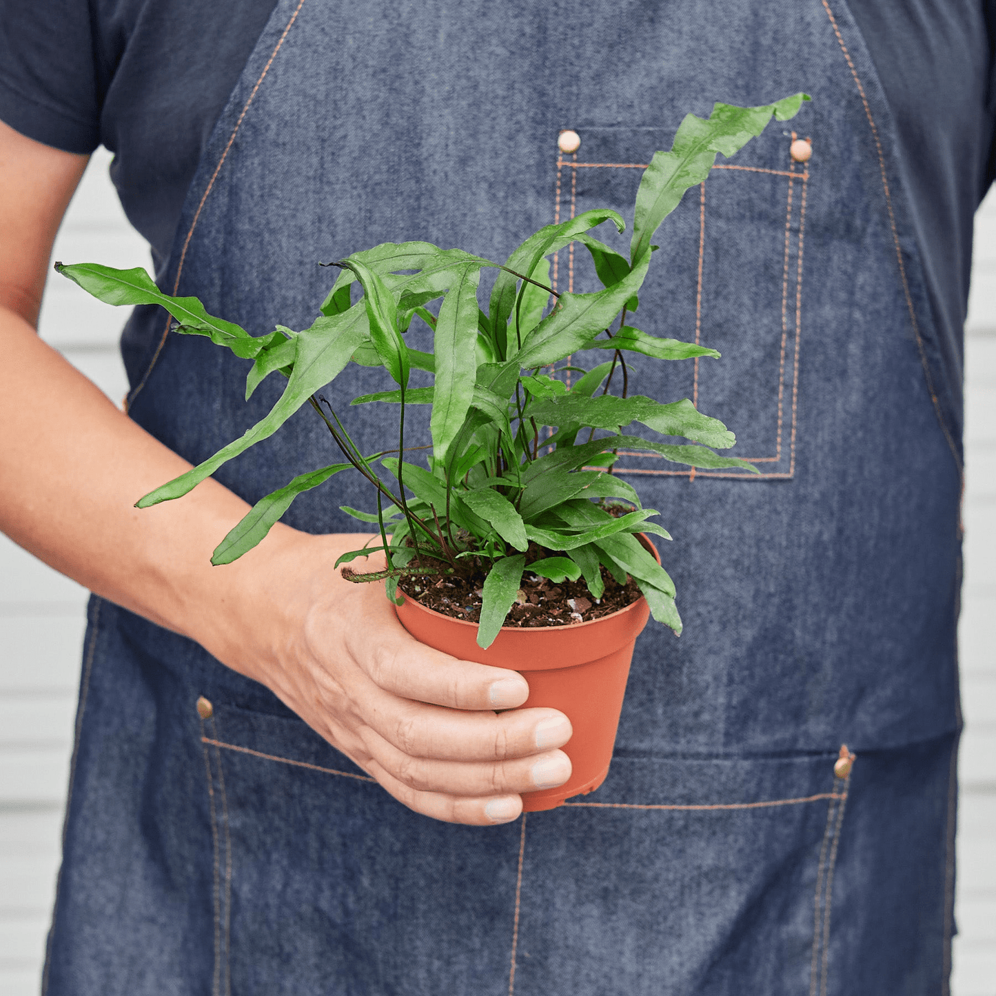 Fern 'Kangaroo Paw' - Mervyns