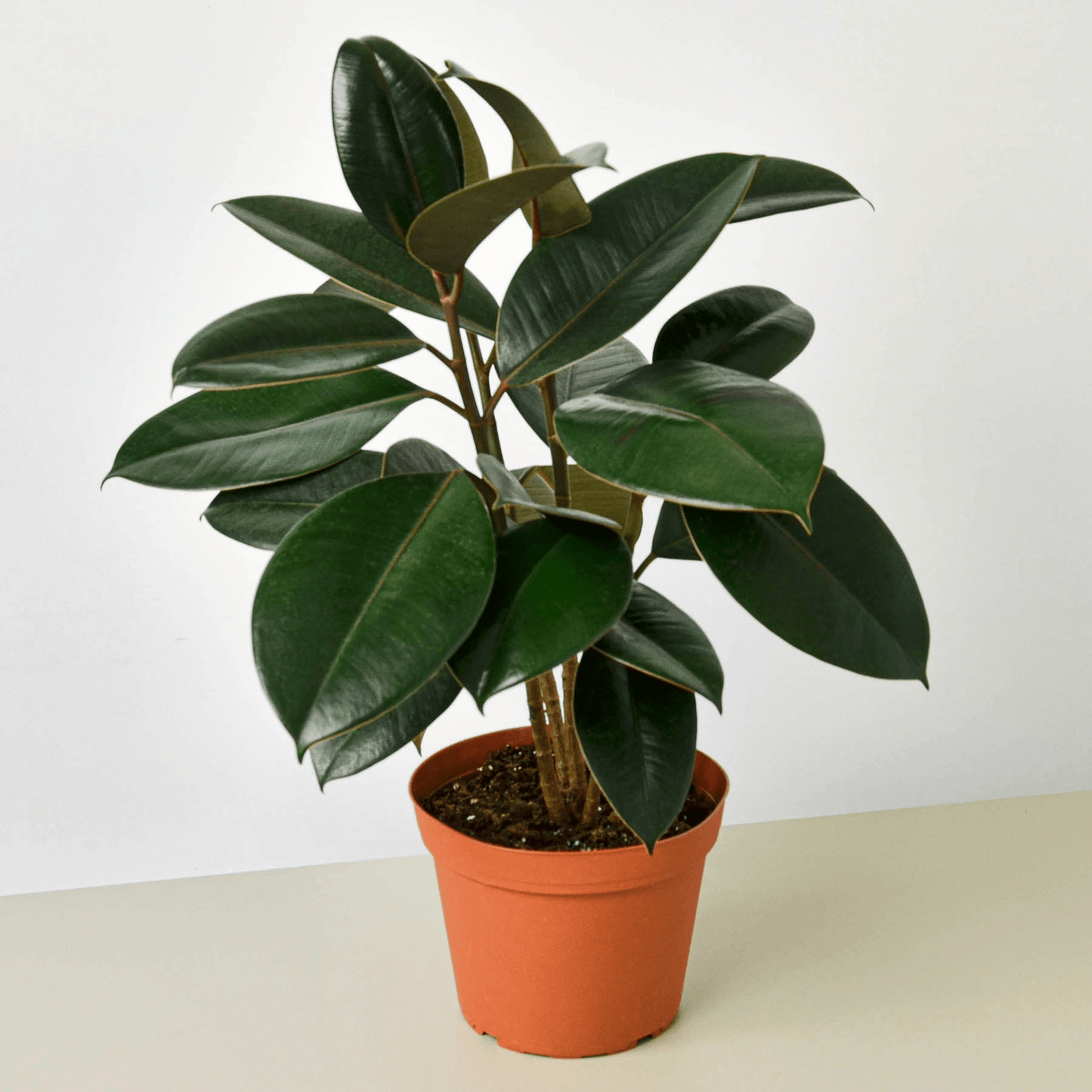 Ficus Elastica 'Burgundy' - Mervyns