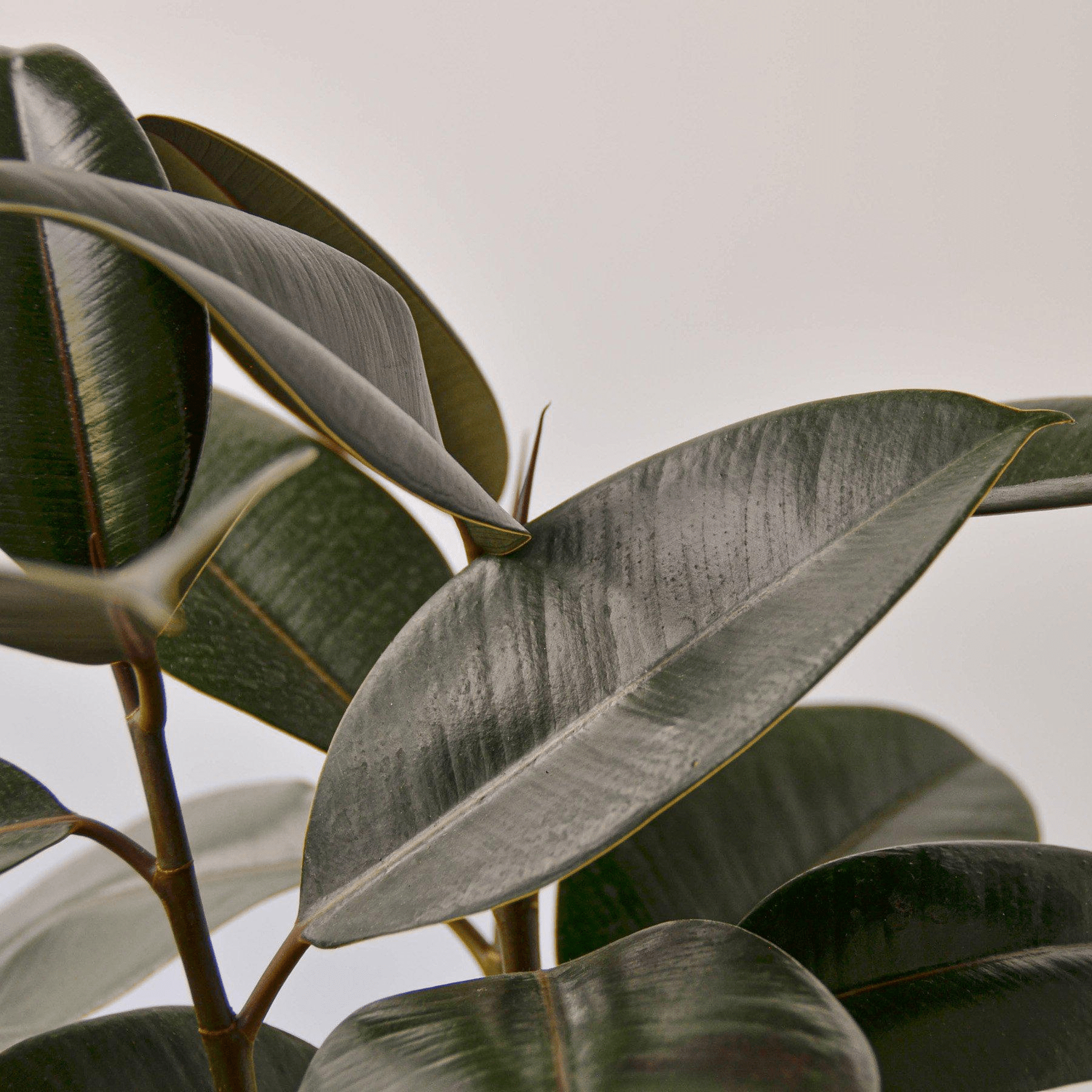 Ficus Elastica 'Burgundy' - Mervyns