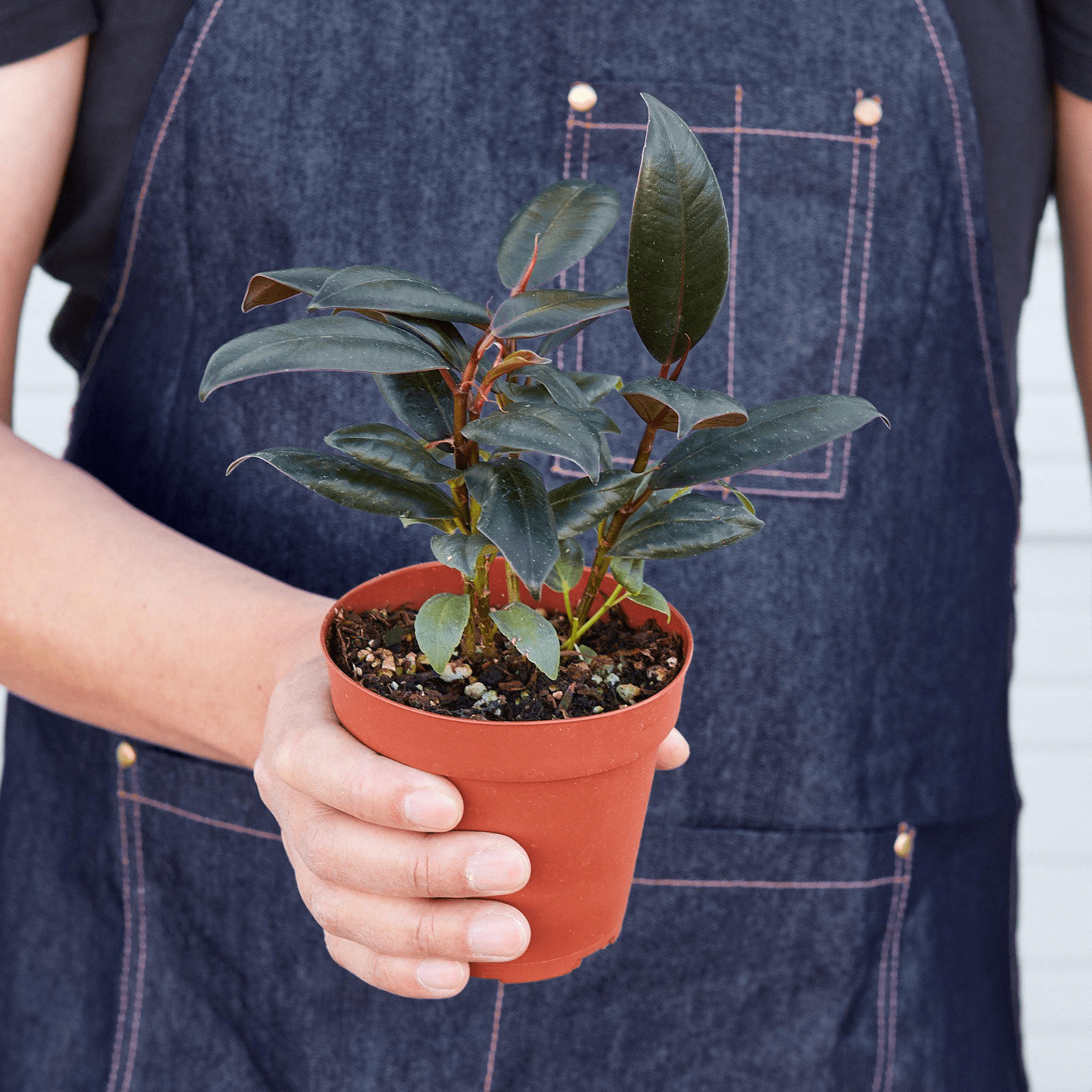 Ficus Elastica 'Burgundy' - Mervyns