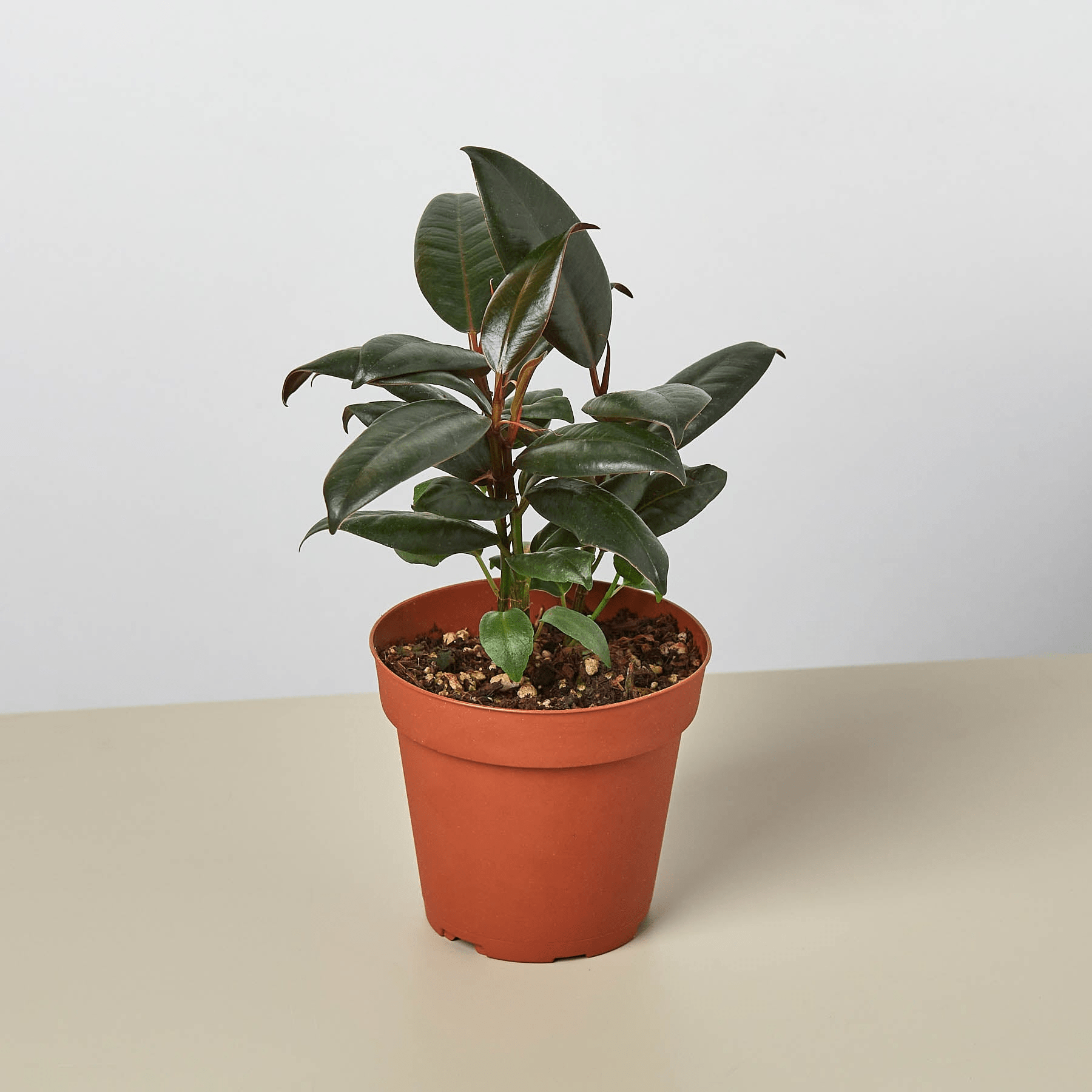 Ficus Elastica 'Burgundy' - Mervyns