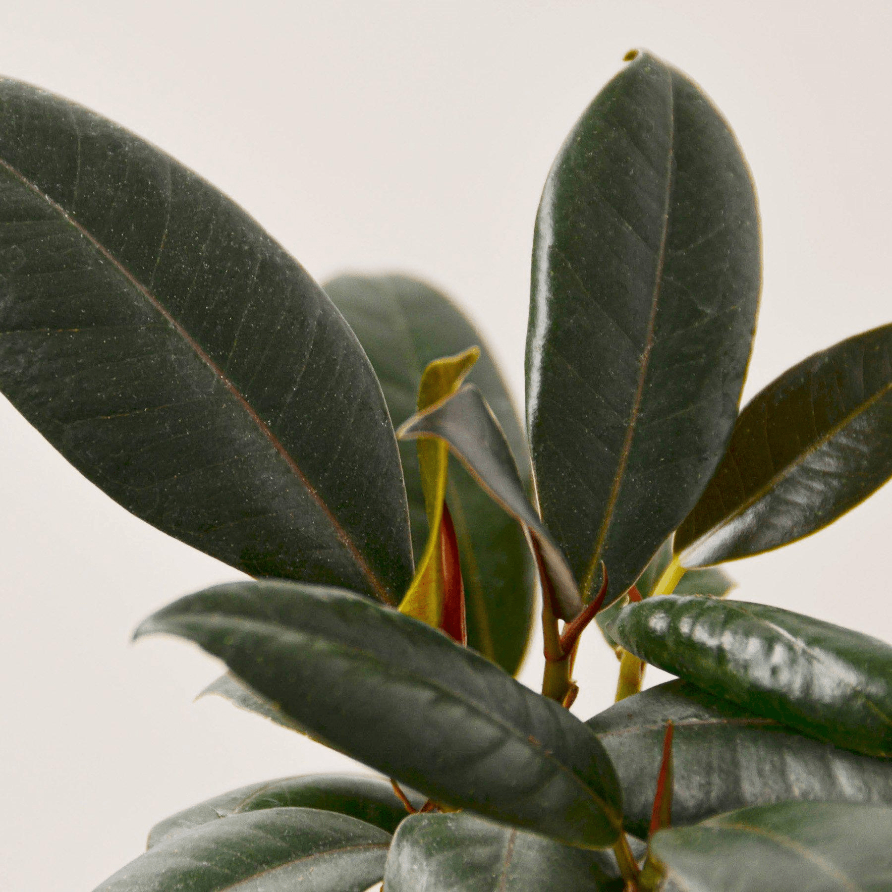 Ficus Elastica 'Burgundy' - Mervyns