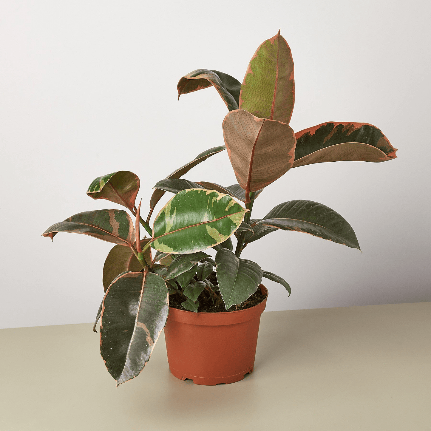 Ficus Elastica 'Ruby Pink' - Mervyns