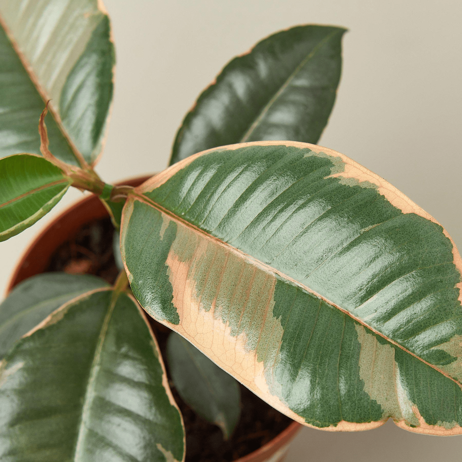 Ficus Elastica 'Ruby Pink' - Mervyns