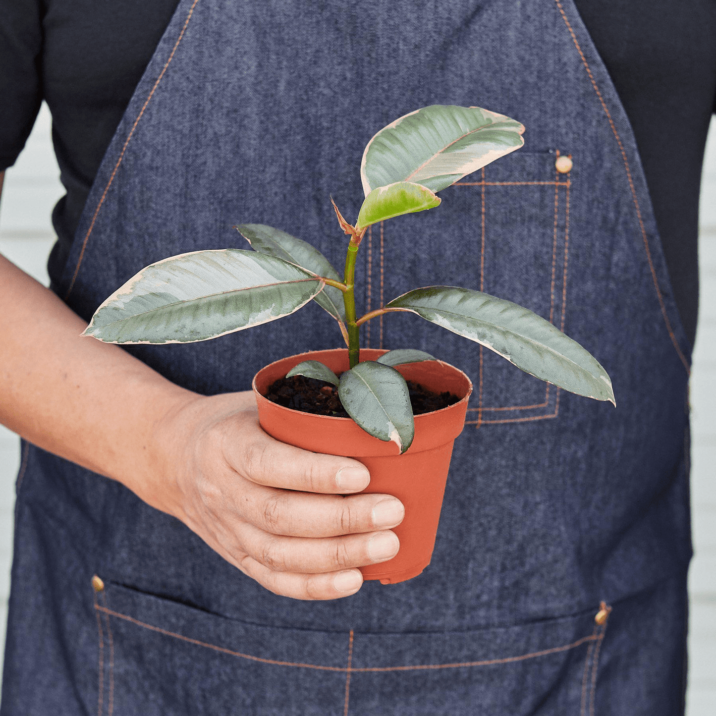 Ficus Elastica 'Ruby Pink' - Mervyns