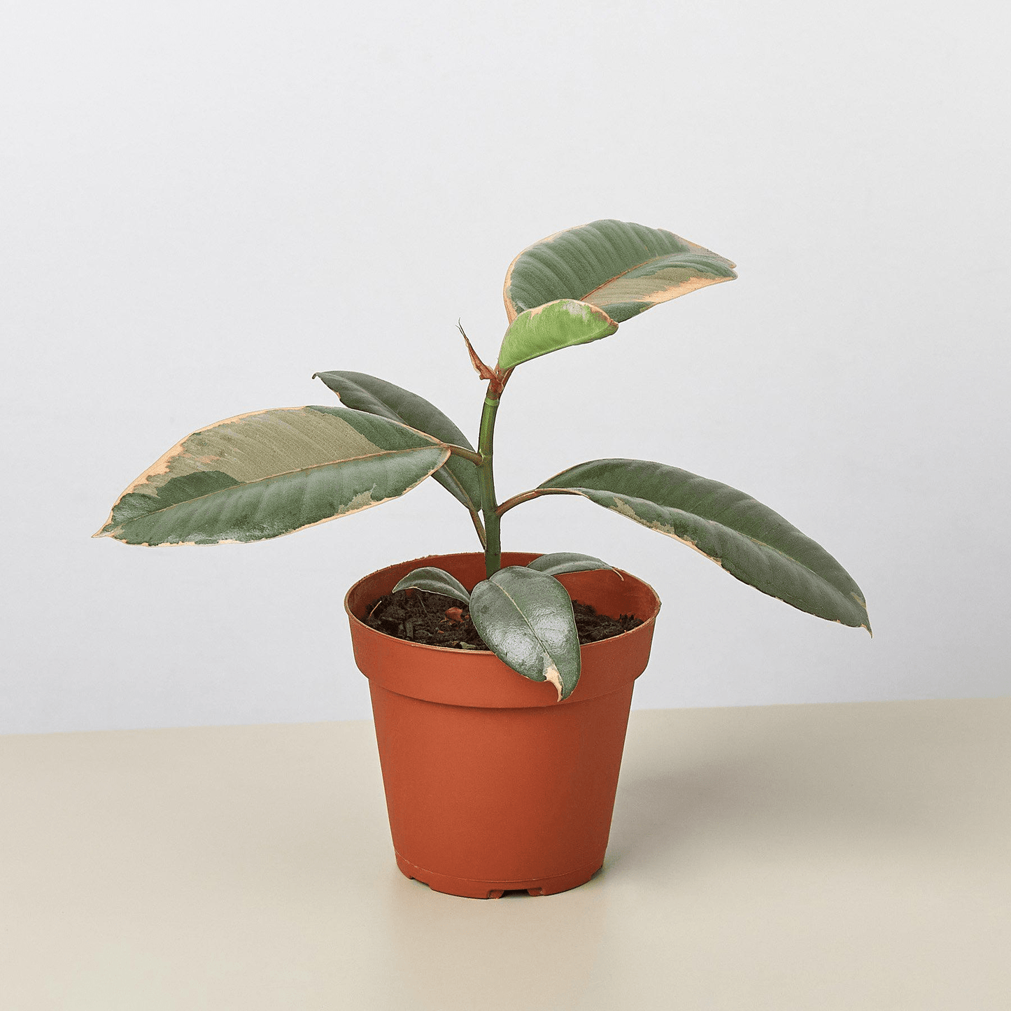 Ficus Elastica 'Ruby Pink' - Mervyns