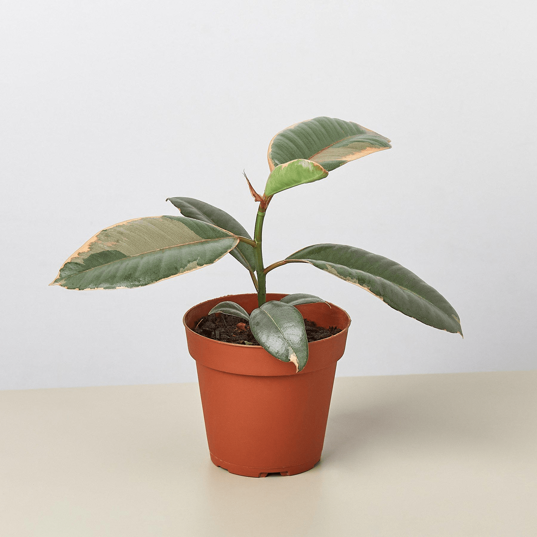 Ficus Elastica 'Ruby Pink' - Mervyns