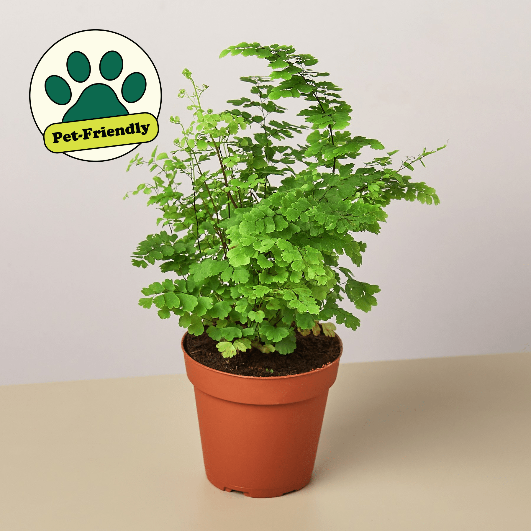 Maidenhair Fern - Mervyns