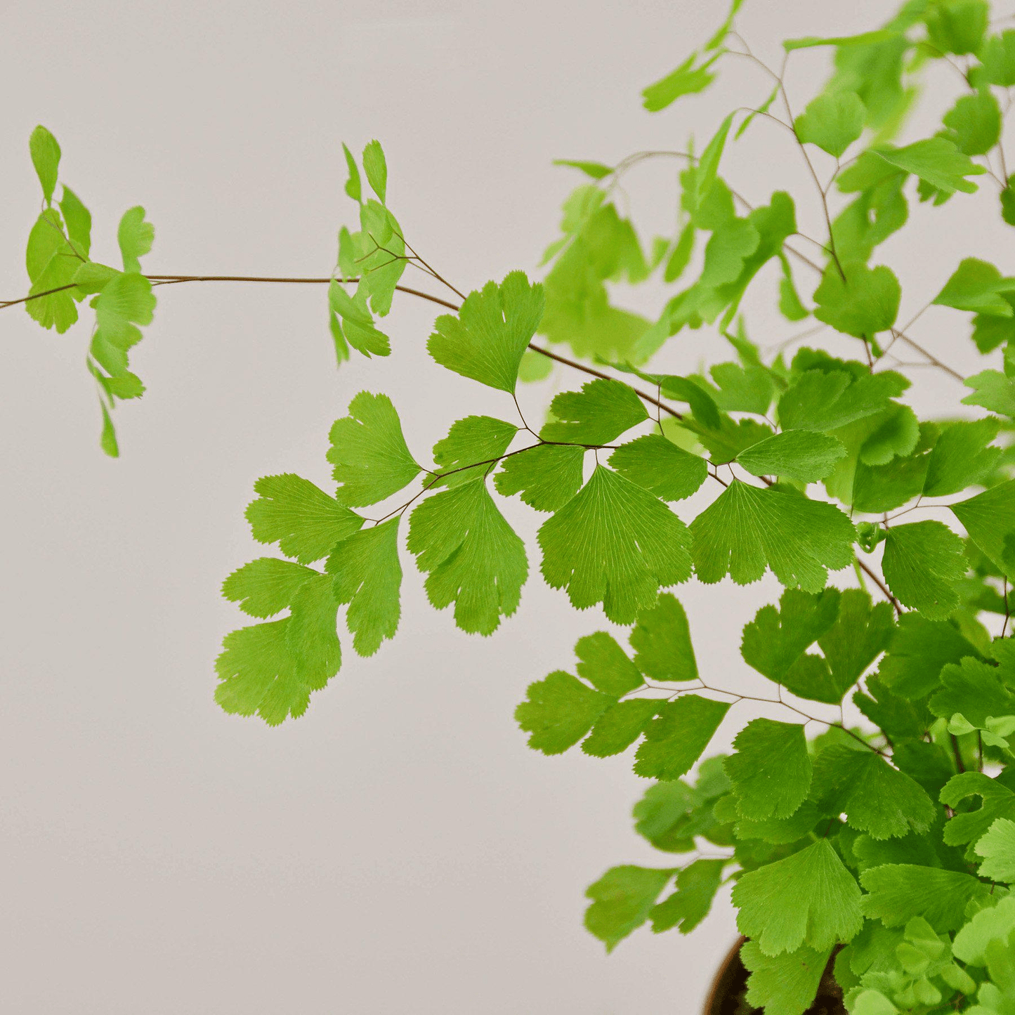 Maidenhair Fern - Mervyns