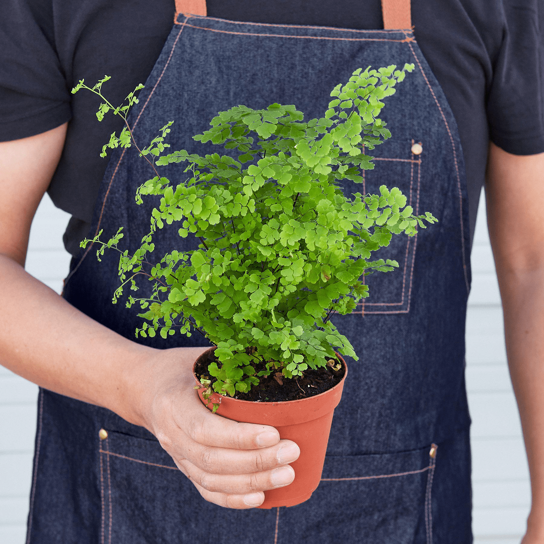 Maidenhair Fern - Mervyns