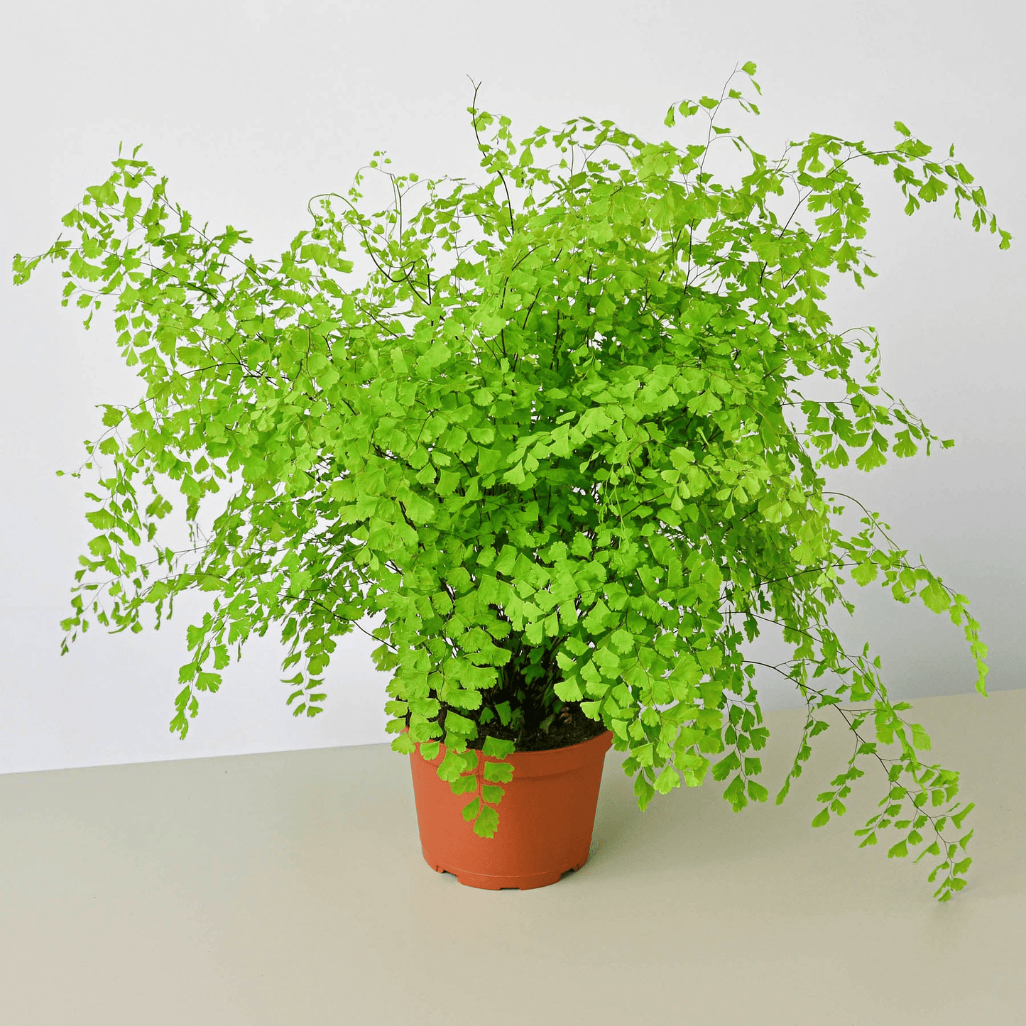 Maidenhair Fern - Mervyns