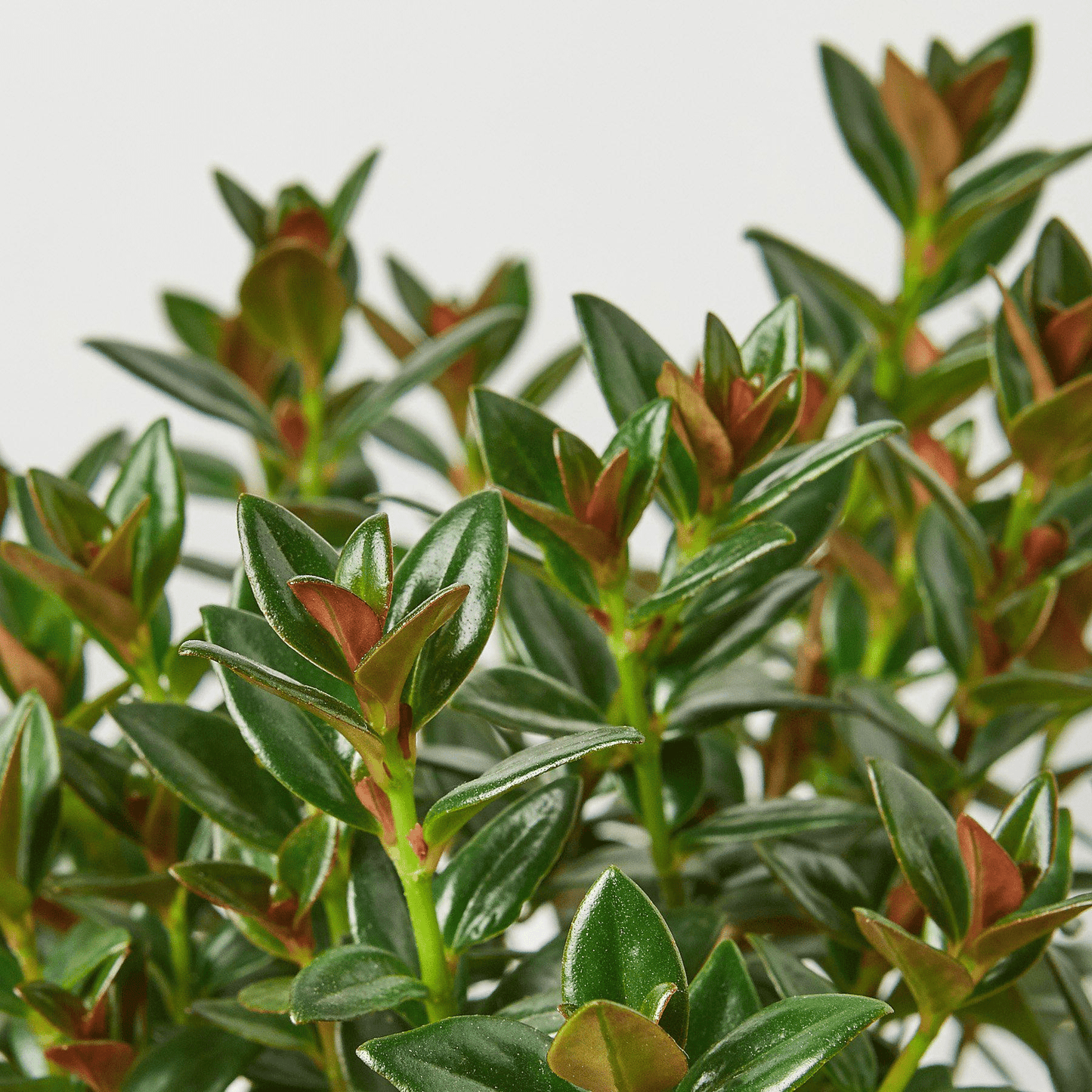 Nematanthus Black Goldfish Plant - Mervyns