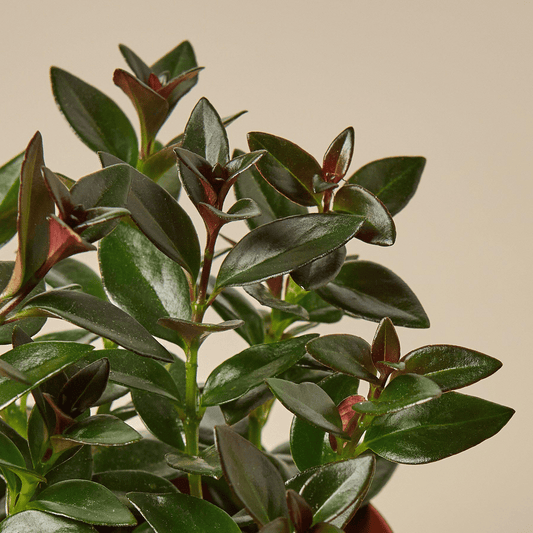 Nematanthus Black Goldfish Plant - Mervyns