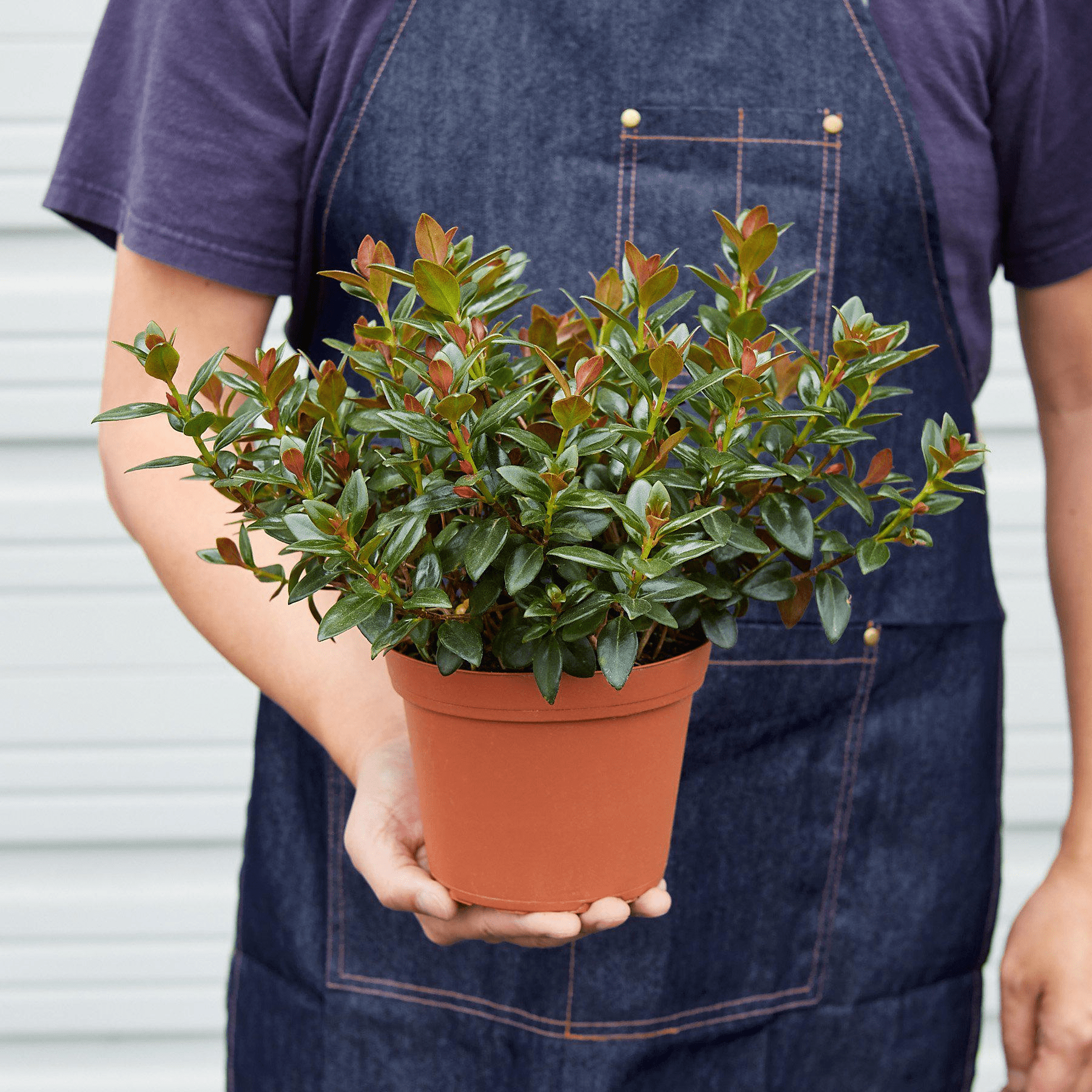 Nematanthus Black Goldfish Plant - Mervyns