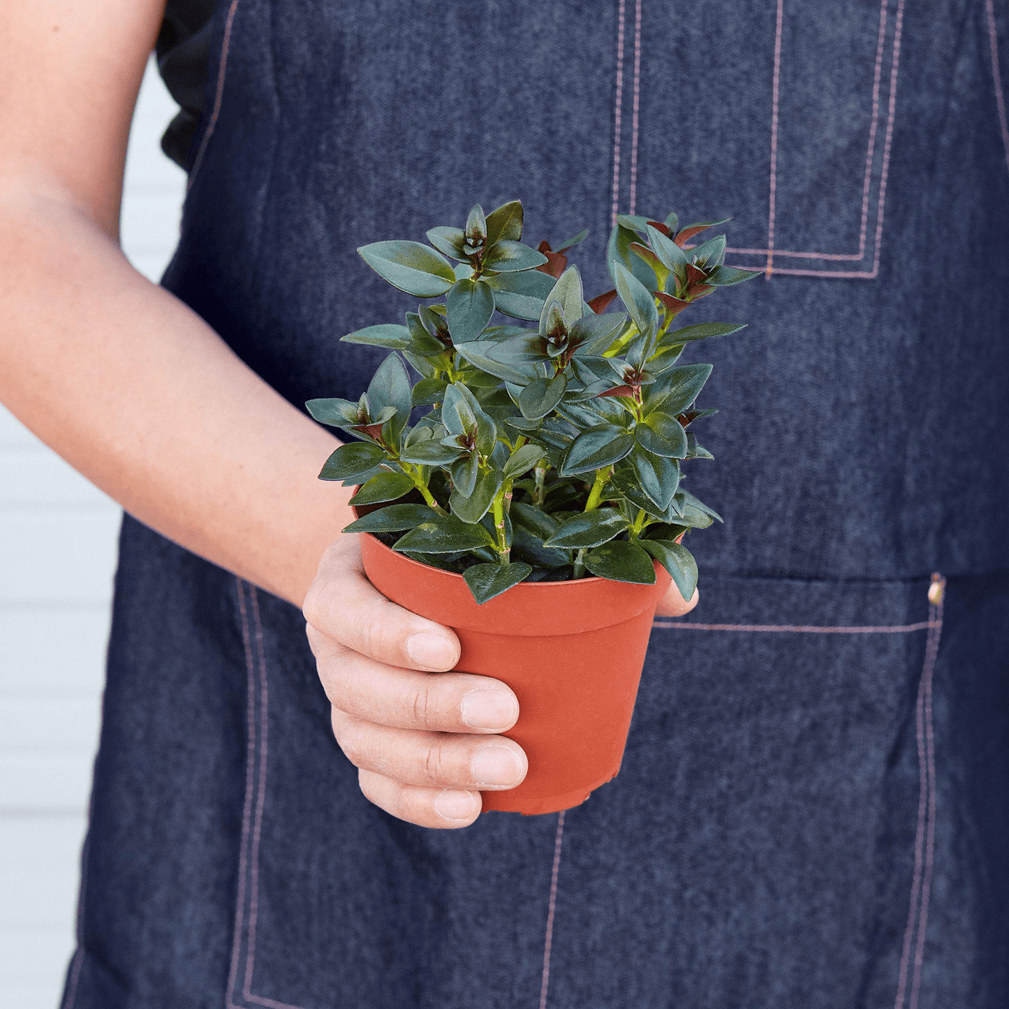 Nematanthus Black Goldfish Plant - Mervyns