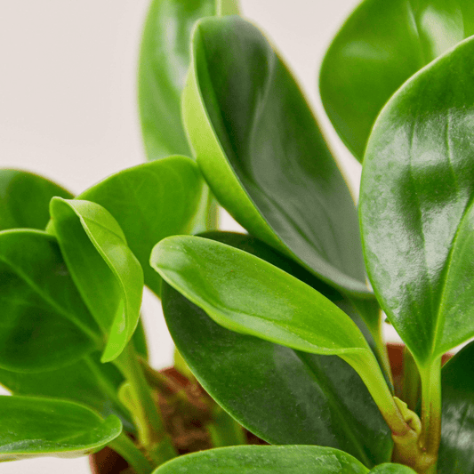 Peperomia Thailand - Mervyns