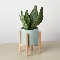 Thumbnail for Cylinder Planter with Wood Stand - 5