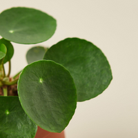 Thumbnail for Pilea Peperomioides 'Chinese Money'