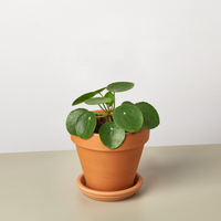 Thumbnail for Pilea Peperomioides 'Chinese Money'