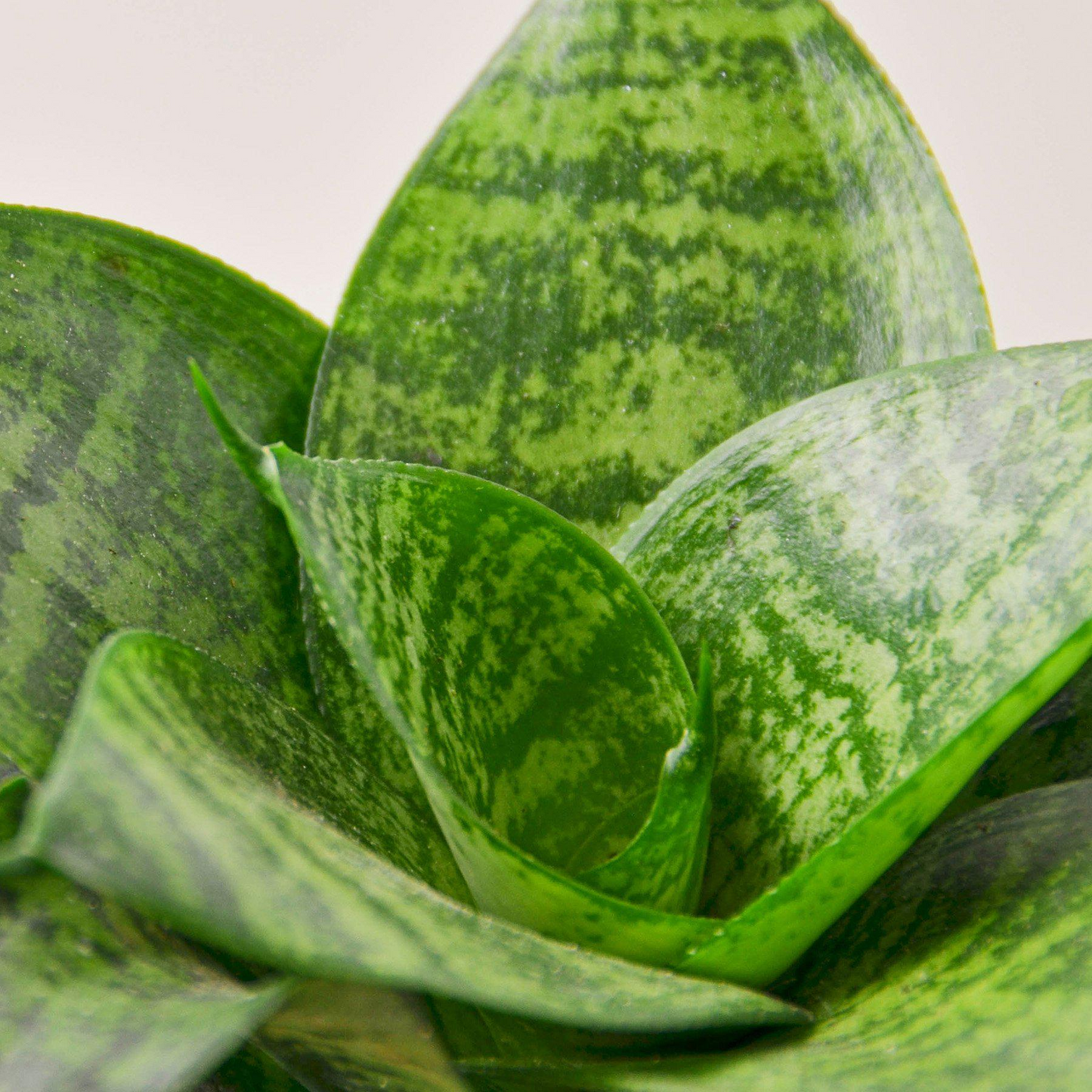 Snake Plant 'Forest Star'