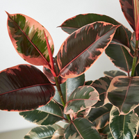 Thumbnail for Ficus Elastica 'Ruby Pink'