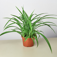 Thumbnail for Spider Plant 'Green'