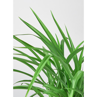 Thumbnail for Spider Plant 'Green'