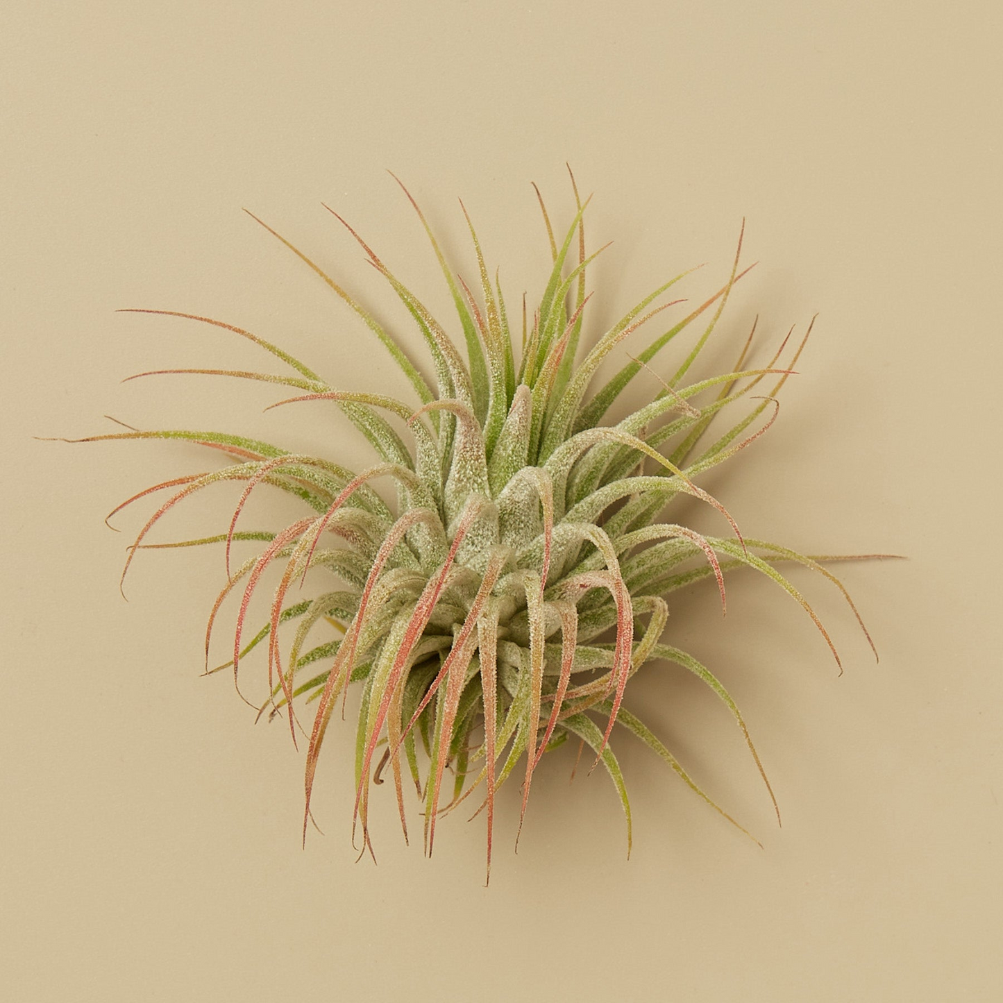 Tillandsia Air Plant Ionantha - 10 Pack